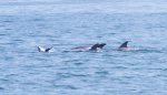 See Dolphins Swimming At South Bethany Beach 